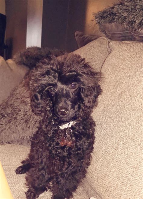 Black Male Toy Poodle Puppy In Stafford Staffordshire Gumtree