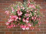 You might just find something that works for you! Hanging Basket...Fuchsia | Plants for hanging baskets ...