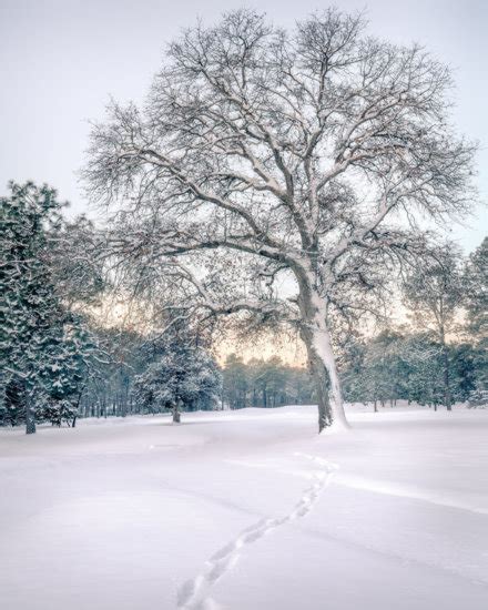 5 Winter Photography Tips To Capture Stunning Photos