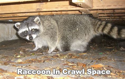 How To Get Rid Of Baby Raccoons Under Deck Raccoons Under Your Deck