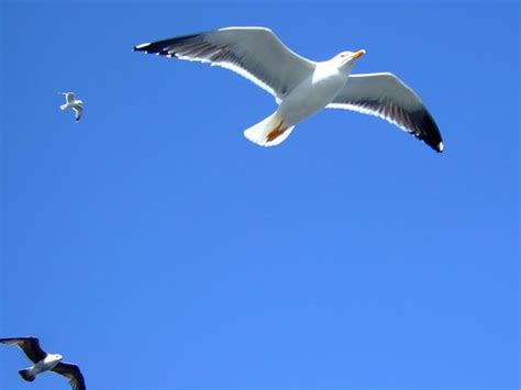 Threesome Seagulls Martin Fisch Flickr