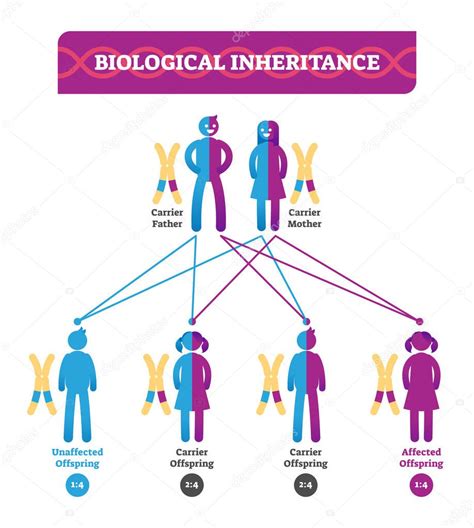 Infografía De La Ilustración Del Vector De Herencia Biológica