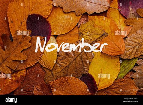 Autumn Leaves Colorful Background November Concept Wallpaper Stock