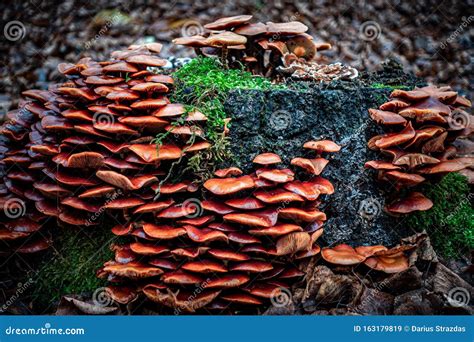 Many Mushroom Growing On A Tree Stump During Fall Stock Image Image