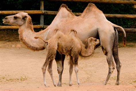 ¿cuáles Son Las Características Del Camello Nubika