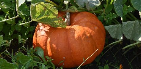 When To Plant Pumpkins So Theyre Ready For Fall 12 Tomatoes