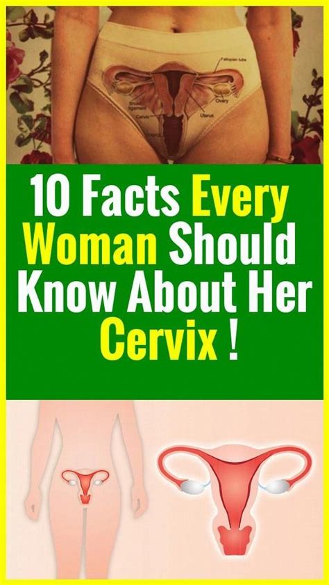 Facts Every Woman Should Know About Her Cervix Cervix Facts Good To Know