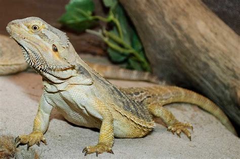 Information About Baby Bearded Dragons Bearded Dragon Care