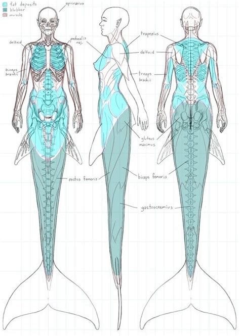 Using This To Plan A Mermaid Doll Real Mermaids Mermaids And Mermen