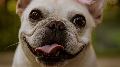 Download Wallpaper 1920x1080 Pug Funny Protruding Tongue Holiday Full Hd Hdtv Fhd 1080p Hd