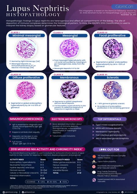 Lupus Nephritis Pathophysiology And Histopathology Infographics