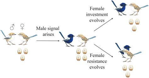 Evolution Of Mating Displays John Powers