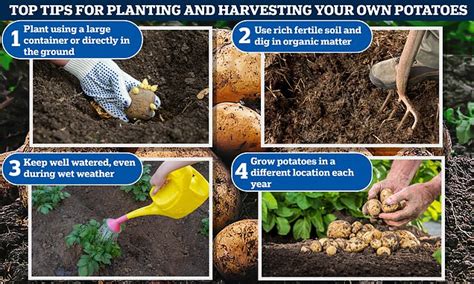 How To Grow Potatoes Gardening Experts Ultimate Guide To Planting