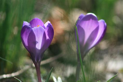 Purple Spring Flowers Free Stock Photo Public Domain Pictures