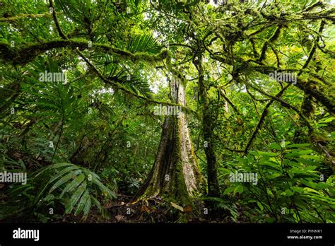 Lush Undergrowth Jungle Vegetation In The Dense Rainforest Of Munduk