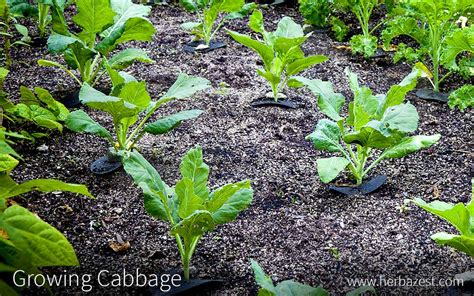 We did not find results for: Growing Cabbage | HerbaZest