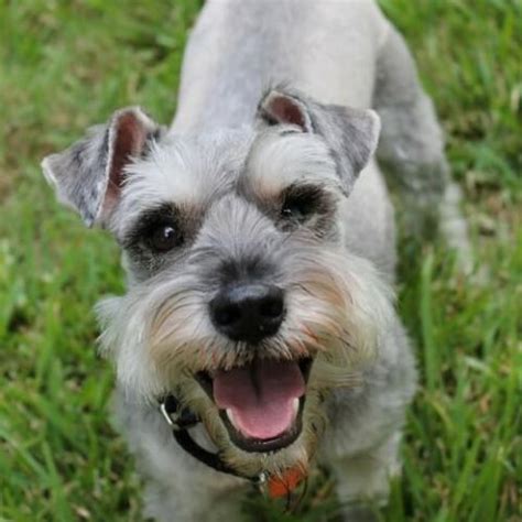 Check spelling or type a new query. Miniature Schnauzer