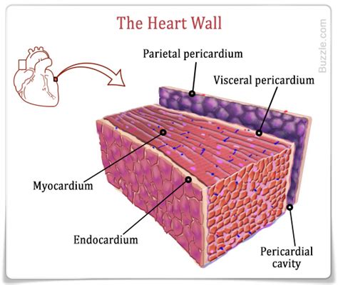 There are 3 types of muscle cells in the human body; What type of cells make up most of the tissue of the heart ...