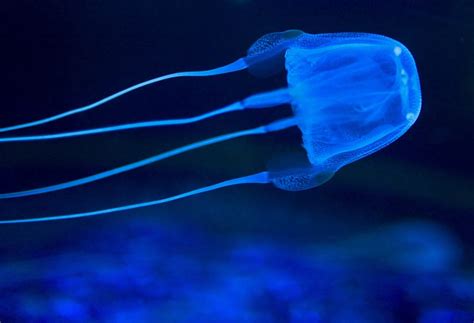 Antidote Found For Venomous Box Jellyfish Reports Web Top News