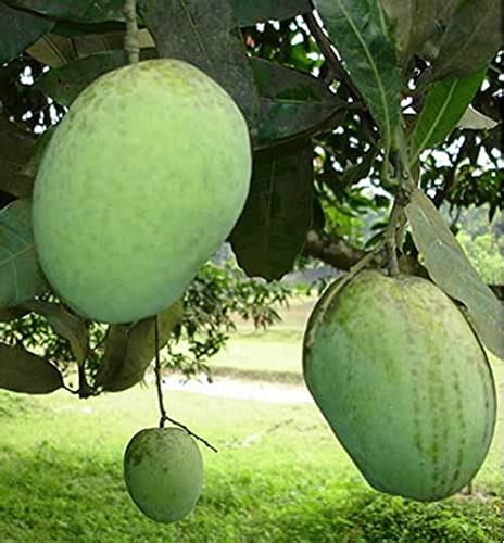 Buy Florona Rare Dwarf Hybrid Grafted Mango Live Mangifera Indica