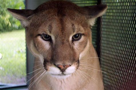 Cougar Captured In Southern Ontario Northern News