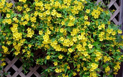 Buy Yellow Carolina Jasmine Vine For Sale Online From Wilson Bros Gardens