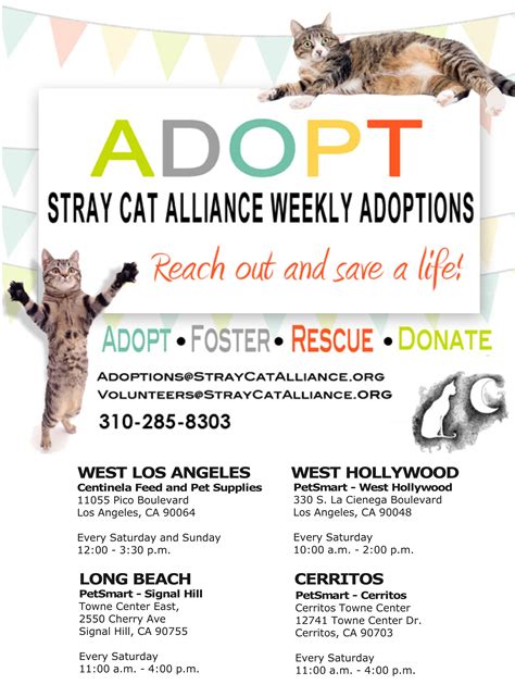 Learn more about kitten rescue in los angeles, ca, and search the available pets they have up for adoption on petfinder. Cat Adoption Los Angeles Ca