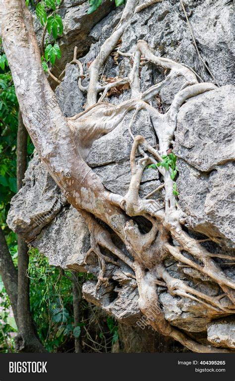 Old Tree Growing Cliff Image And Photo Free Trial Bigstock