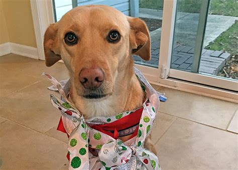 At the clinic our state licensed veterinarians and professional staff will ask you a few questions about your pet's lifestyle. Holiday Feasting Not Good for Pets - Medical District ...