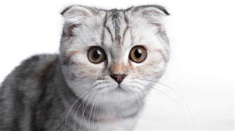 Cats With Small Ears Scottish Folds And Short Eared Breeds