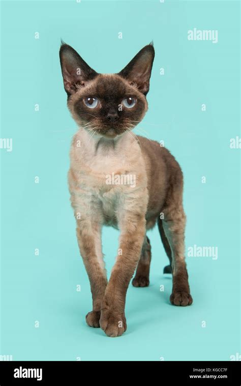 Pretty Standing Seal Point Devon Rex Cat With Blue Eyes Facing The