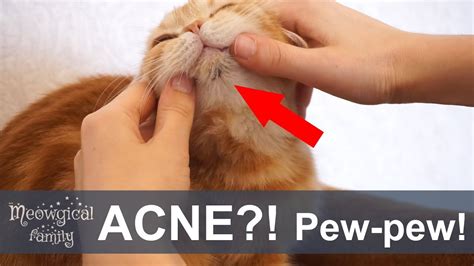 😲 Part1 Feline Acne Blackheads On A Cats Chin Youtube