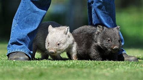 Cute Baby Wombats Baby Wombats Baby Animals Pinterest Baby