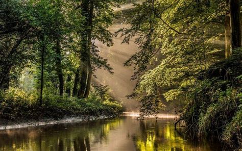 Nature Landscape Sun Rays River Forest Mist Water