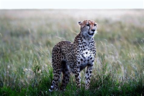Free Stock Photo Of Cheetah Safari Wild Animal