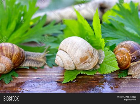 Burgundy Snail Helix Image And Photo Free Trial Bigstock