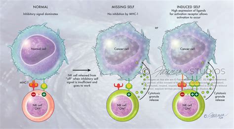 Natural Killer Cells Fairman Studios