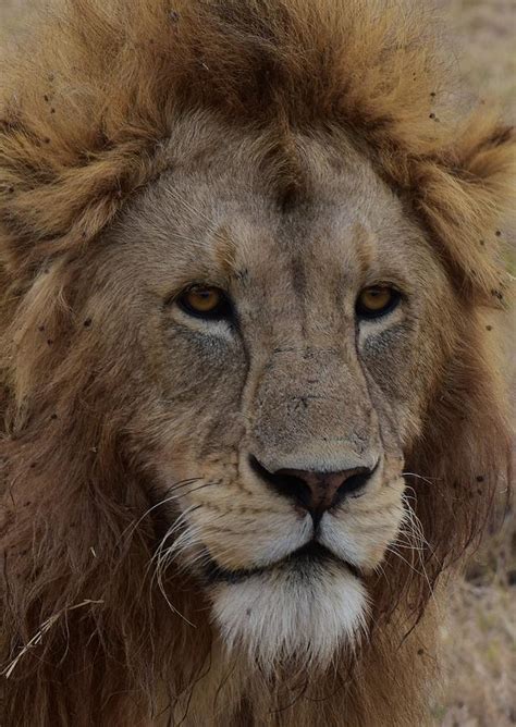 King Photograph By Ntaba African Safaris Fine Art America
