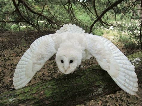 Very Rare White Owl Feathers Hypomelanistic Barn Owl Feathers Etsy