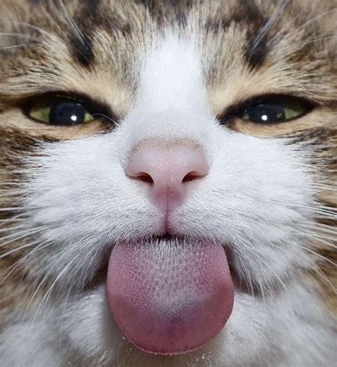 Cat Showing Its Tongue Cute Cats Cats Beautiful Cats