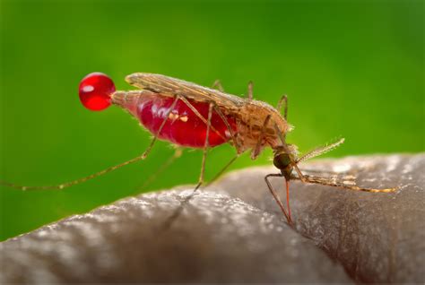La Edición Genética Elimina A Los Mosquitos Transmisores De Malaria