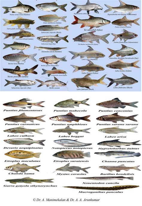 Essd Freshwater Fish Fauna Of Rivers Of The Southern Western Ghats India