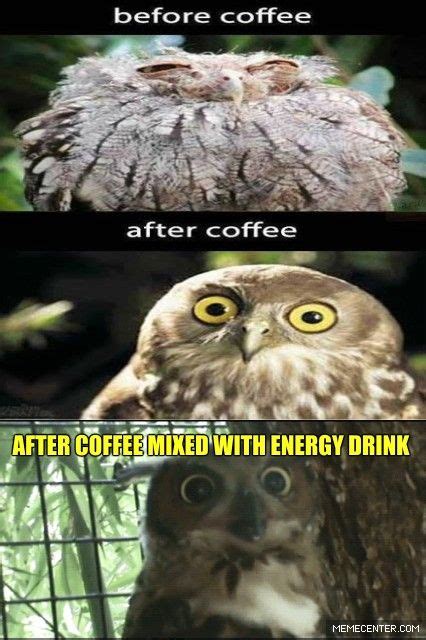 Pin Coffee Owls Meme On Pinterest Owl Meme Owl Memes