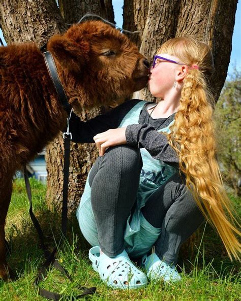if you ever feel sad these 50 highland cattle calves will make you smile amazing art s post