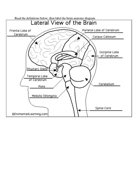 Human Brain Anatomy Diagram Worksheets Free Printable Worksheet