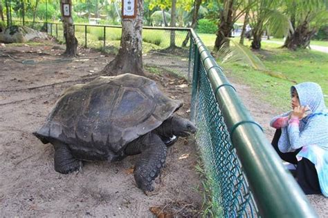 Dengan susah payah satwa itu menghela tubuh raksasanya untuk. takjub liat kura kura aldabra ini di habitat aslinya ...