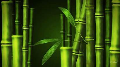 Bamboo Wallpapers Desktop Photoshop Psd Adobe Nature