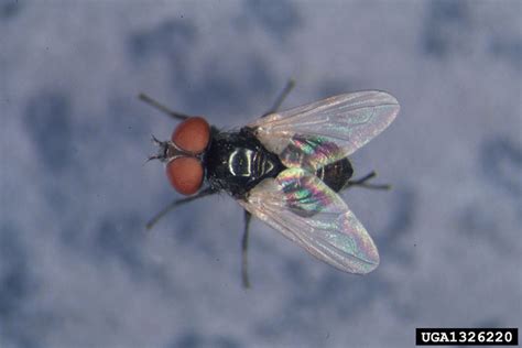 Research in the department is focused in four areas of. Arthropod Samples in January 2015 | USU