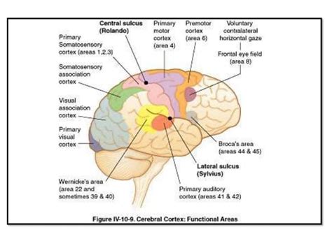 Parietal Lobe And Its Functions Ppt