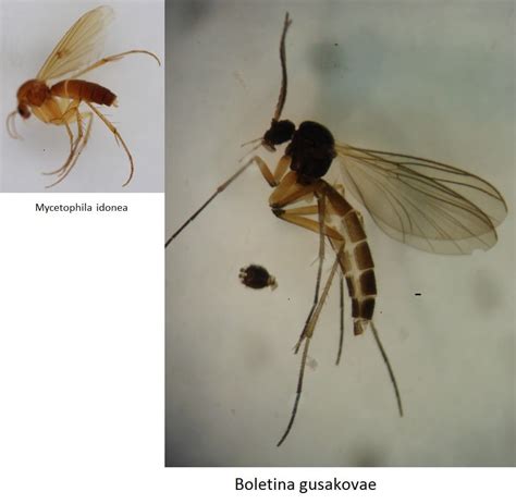 Two Rare Fungus Gnats Discovered In Scotland After Researcher Sorts
